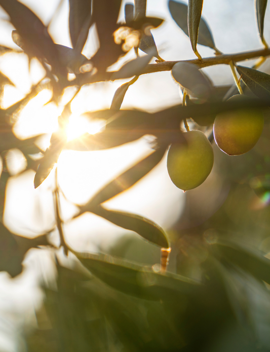 Bohem: From Greek tradition to your beauty kit