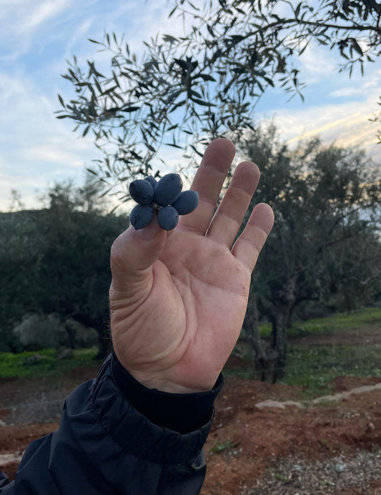 The journey of an olive