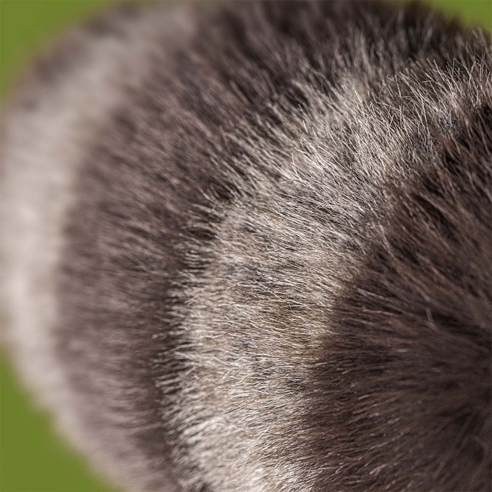 Jellycat | Peluche Raton-Laveur Trixiwoo